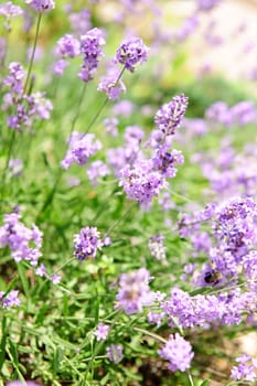 Lavender blooming in a garden