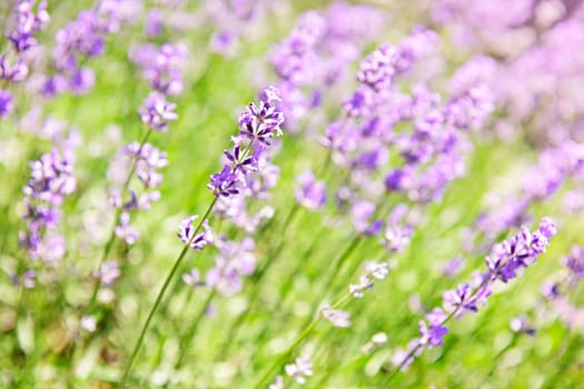 Lavender blooming in a garden