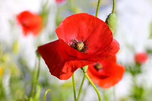 poppies