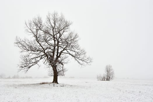 snowy winter landscape with tree