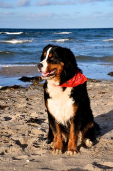 dog at the beach