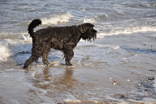 dog at the beach