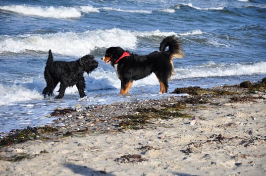 dog at the beach