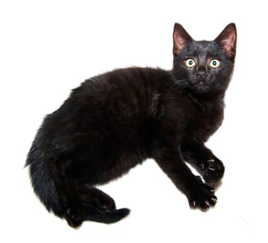 black kitten
