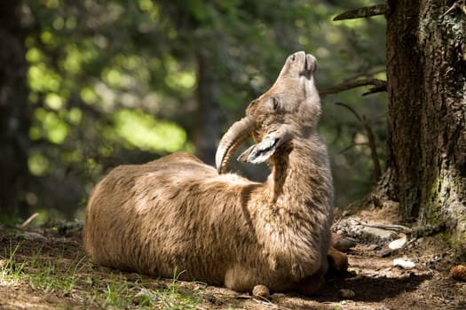 Ibex