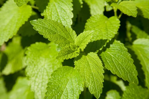 Mint - menthe