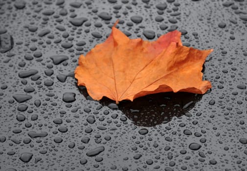 Leaf in autumn
