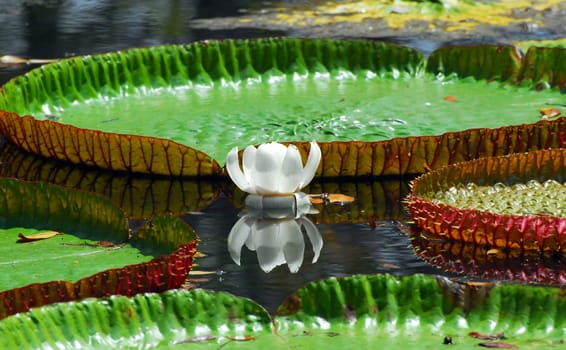 Victoria Water Lily