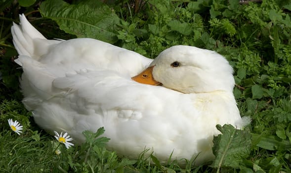 Organic Duck