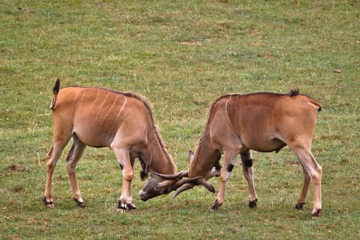 Two eland fighting
