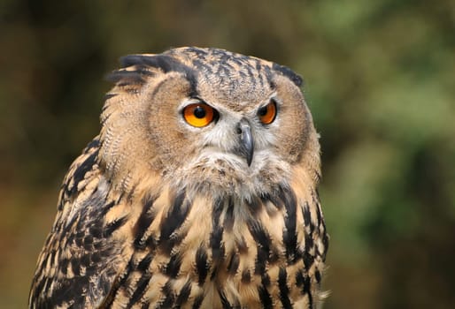 Eagle owl with a keen eye...