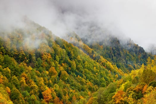 Autumn colors