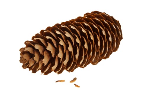 Spruce cone