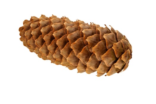 Spruce cone....