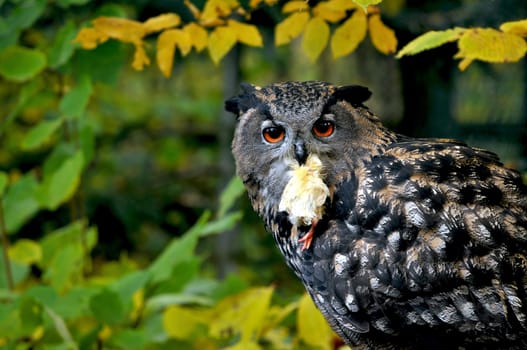 Bubo Bubo