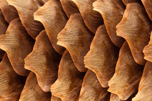 Spruce cone......