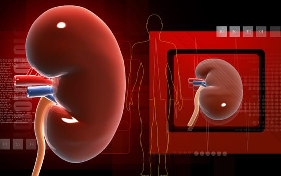 Kidney