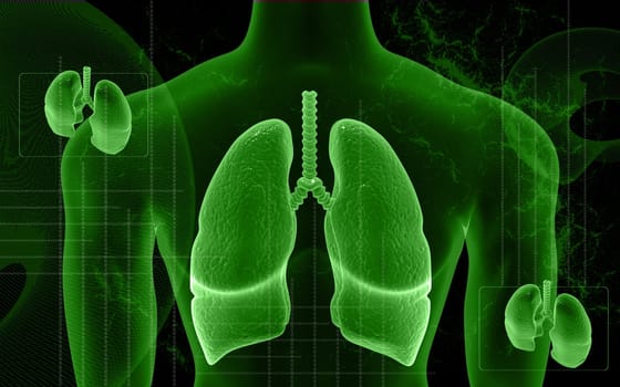 Human body and lungs