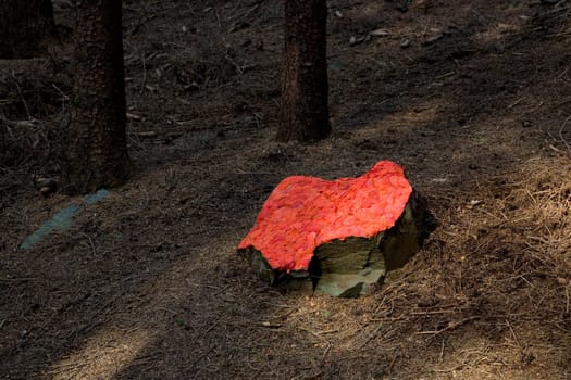 Country art in the forest with poppies