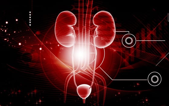 Kidney