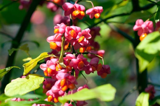 Common Spindle Shrub