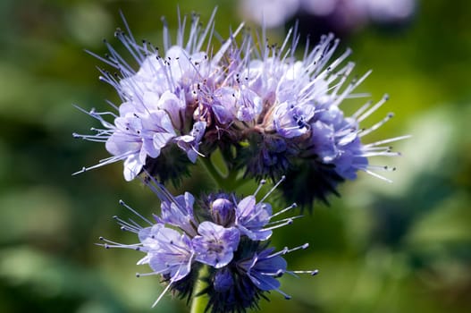 Tufted flower - Phacelia tanacetifolia