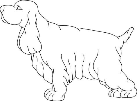 Cocker Spaniel