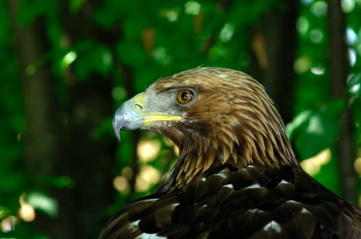 Golden eagle