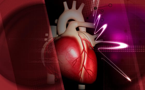 Heart