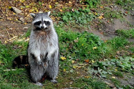 Raccoon