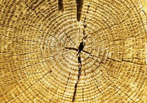 Wood