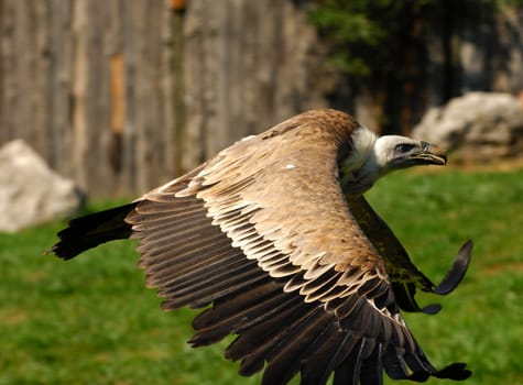 Griffon vultures in flight