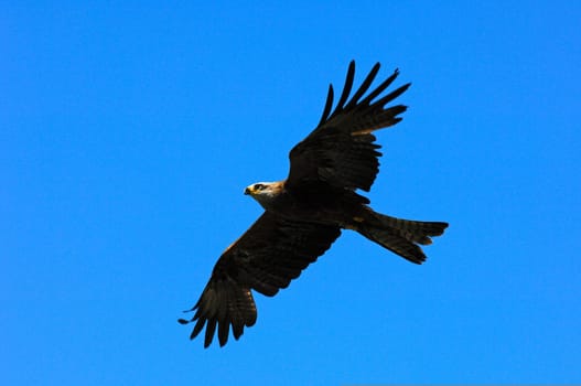 Golden eagle in flight