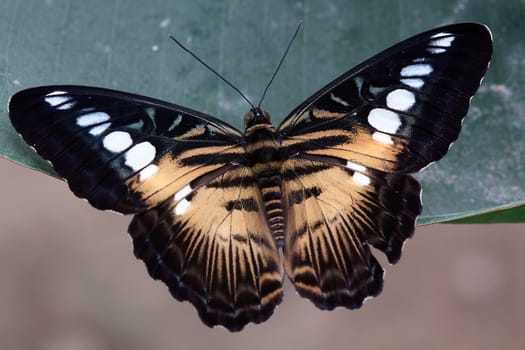 Brown fritillary