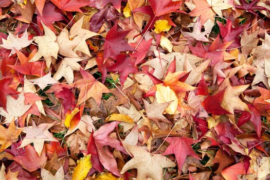 Autumn Leaves