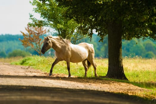horse