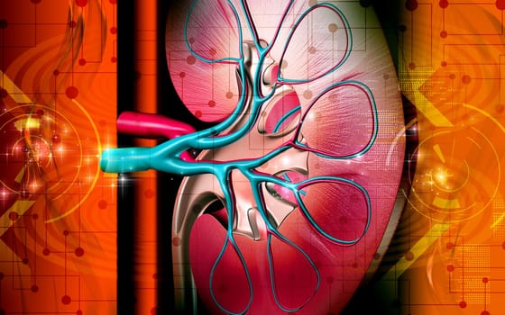 Kidney