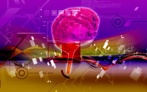 Brain