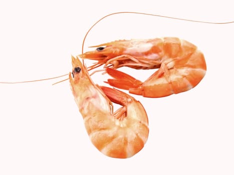 Two shrimps