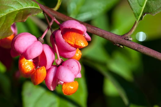 Common Spindle Shrub