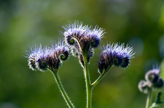 Tufted flower - Phacelia tanacetifolia