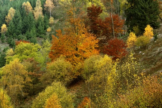 Carotenoids,xanthophylls,anthocyanins