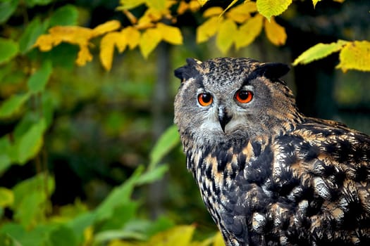 Bubo Bubo