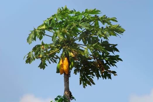 Papaya Tree