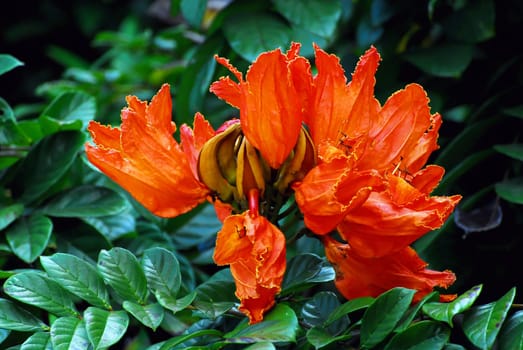 African Tulip Tree