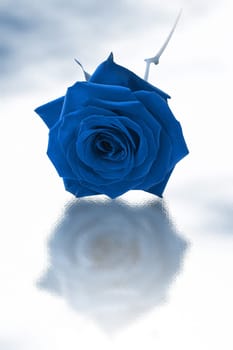 Single blue rose