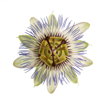 Single Passion Flower