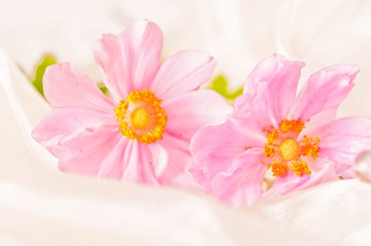 pink anemones on artificial silk
