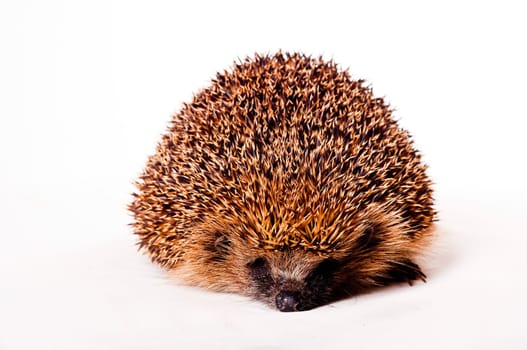 Hedgehog