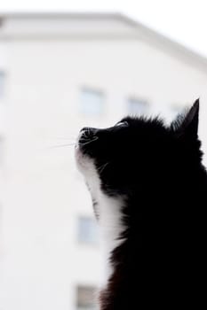 cat looking at the sky